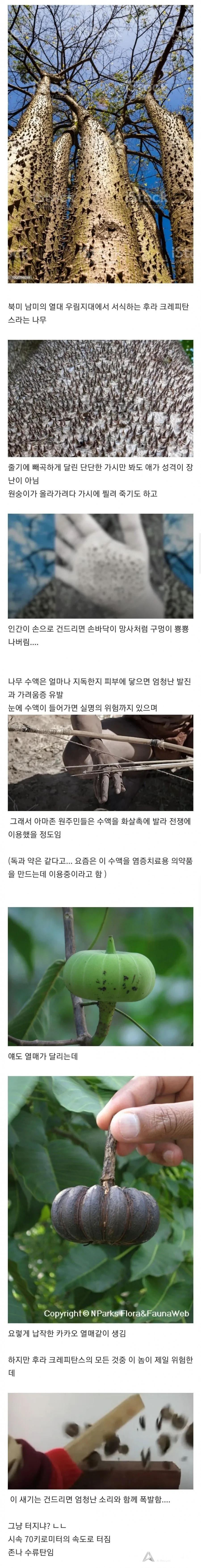 남미의 위험한 나무.jpg